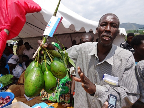 Serugendo arerekana ishami ry'igiti cy'avoka kibanguriye ririho avoka umunani.