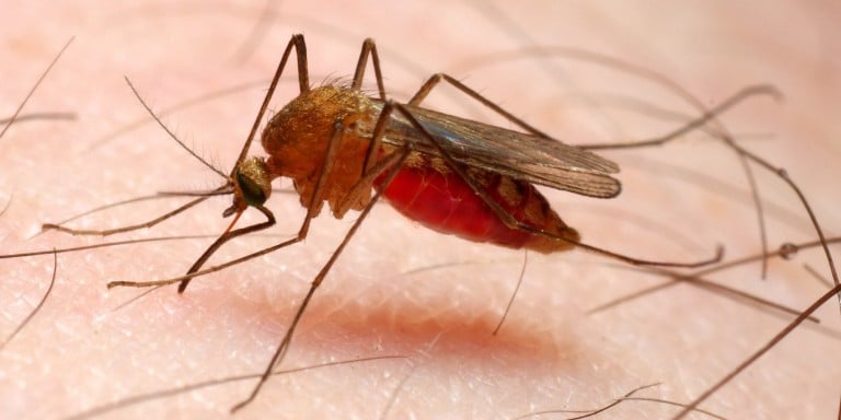 Malaria ikwirakwiza n
