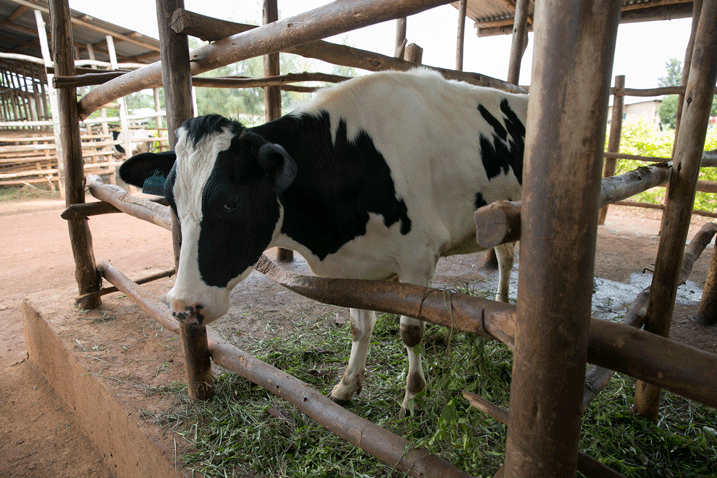 Zimwe mu nka borojwe.