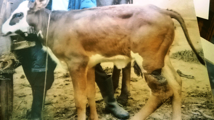 Inyana yatemwe yari imaze amezi agera muri atanu ivutse.