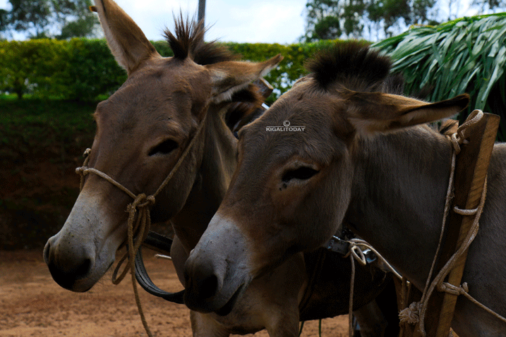 iyo zisabwe kugendera ku murongo ntanimwe isize indi zirabyubahiriza