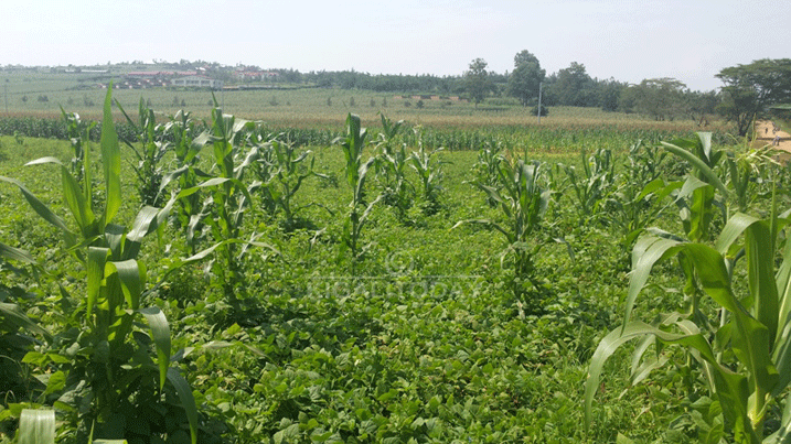 Abamamyi bagura ibishyimbo bikiri mu mirima ku mafaranga 100 kndi ubusanze bigura arenze 300 iyo byeze