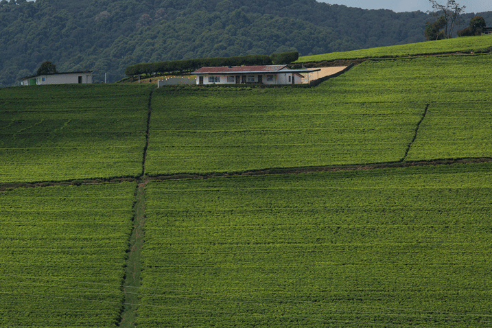 Ifoto igaragaza imirima y'icyayi