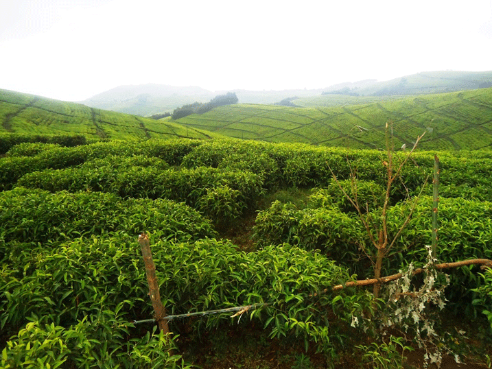 Rwanda Mountain Tea yeguriwe hegitari zisaga 350 z
