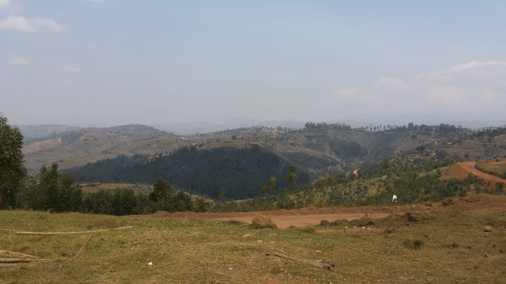 Iyi misozi yose izaterwaho icyayi.