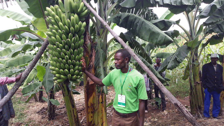 Nkurunziza ahamya ko igitoki gituruka mu murima we kiba kirengeje ibiro 80.