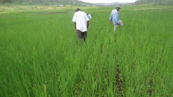 Abahinzi bavuga ko amazi make atuma umuceri urumba, rimwe na rimwe ukuma utarera