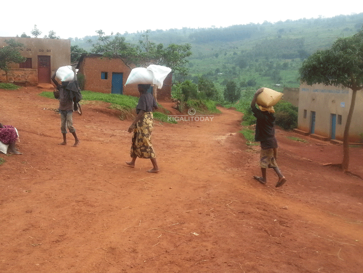 Umusaruro wariyongereye ubu barasarura mu matoni kuko babonye ubutaka bwagutse bwo gukoreraho ubuhinzi nyuma yo kujya ku midugudu kuhatura