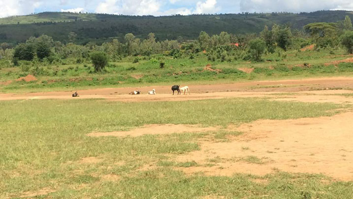 Amatungo magufi yiganjemo ihene mbere y'umukino niyo abanza mu kibuga