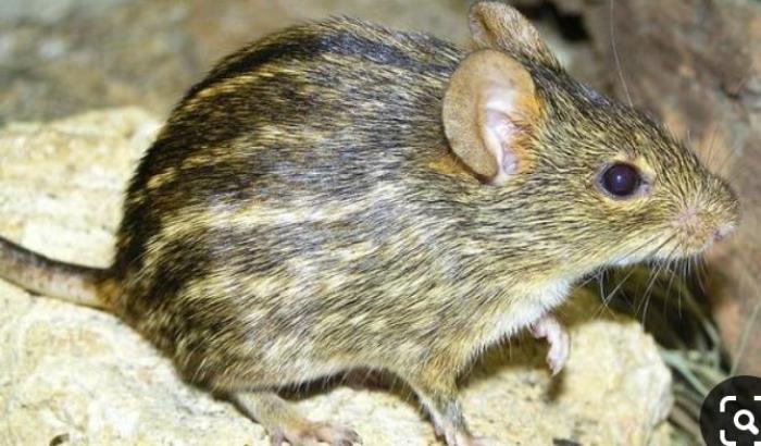 Urumende (Stripped Grass mouse)