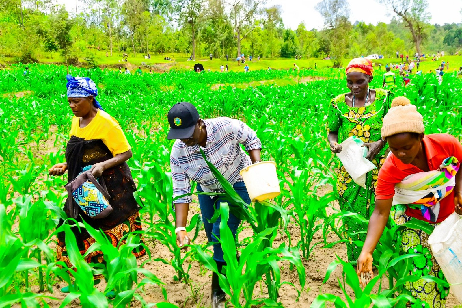Meya Kayitare yifatanyije n'abaturage mu gushyira ifumbire mu bigori
