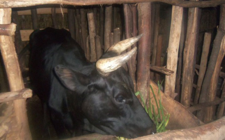 VUP yatumye babasha korora amatungo anyuranye.