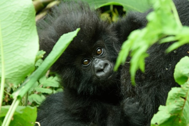 Uyu mwana yabyawe na Izihirwa tariki 18 Ukwakira 2015. Ni uwo mu muryango wa Musilikare.