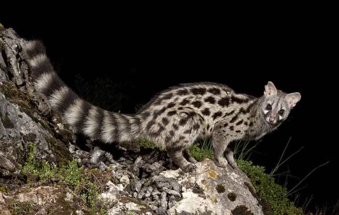 Agasamunyiga (Genette)