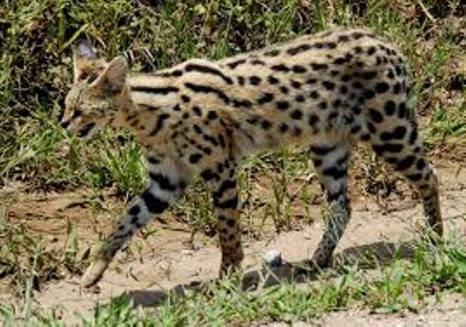Imondo (Serval)