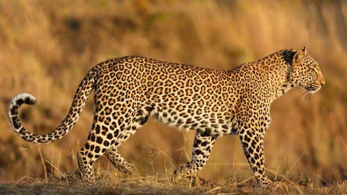 Ingwe (Leopard)