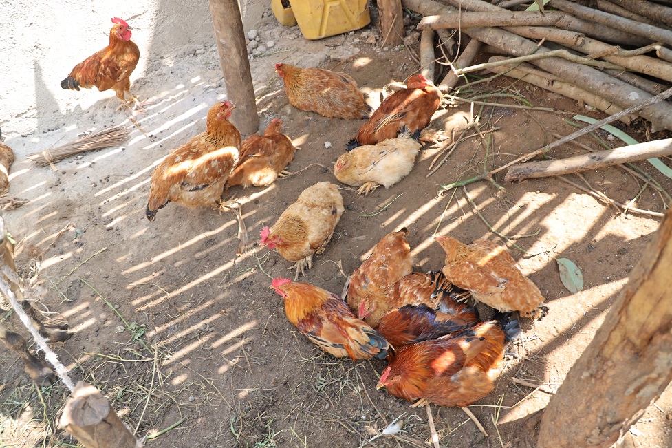 Borora n'inkoko zibaha amagi abafasha kubonera indyo yuzuye abana n'imiryango muri rusange