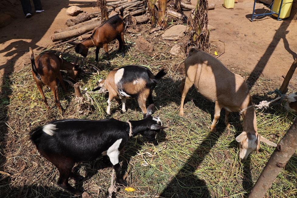 Iyo barashe ku ntego bagura amatungo abafasha kwiteza imbere