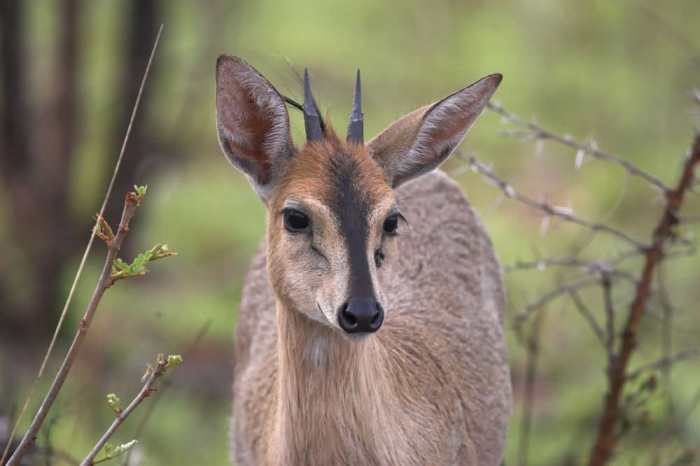 Ifumberi (Duiker)