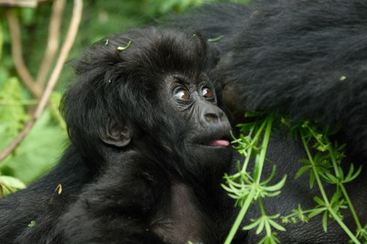 Uyu mwana yabyawe na Kurinda tariki 10 Mata 2016. Ni uwo mu muryango wa Giraneza.