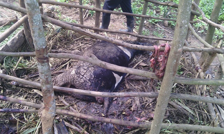 Nyuma yo kwica inka, amara bayamanikaga ku biraro.