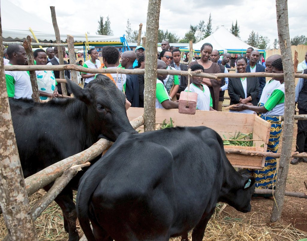 Muri uyu muhango kandi hanabayemo igikorwa cyo kugabira ababyeyi inka. Photo/Imbuto