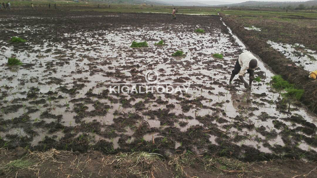 Bisaba kuwitaho kuva mu itangira kugeza usaruwe, rimwe na rimwe isoko rikabura cyangwa ukagurwa make