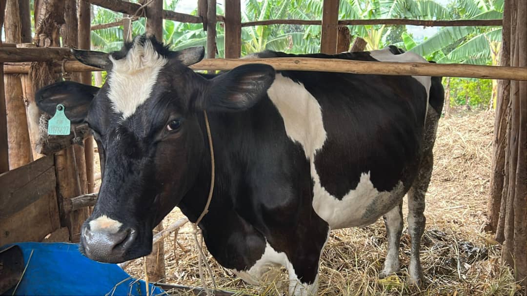 Inka ze zose ubu zirishingiye