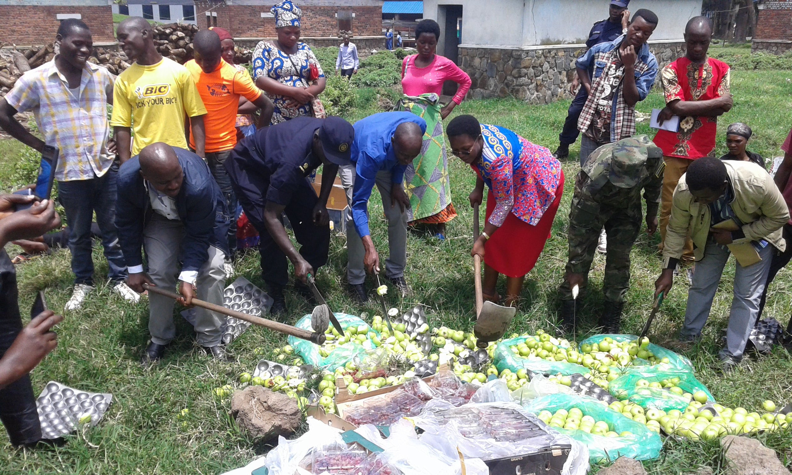 Izi mbuto zangijwe zituruka muri Afurika y