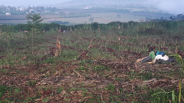 Abandi bazindukiye mu mirima