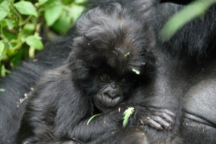 Uyu mwana yabyawe na Impano tariki 3 Gicurasi 2016. Ni uwo mu muryango wa Igisha.