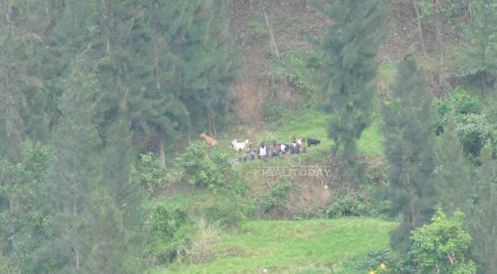 Abana hamwe n'amatungo arimo n'ihene, hakurya ku musozi wa Rubavu bakurikirana umupira