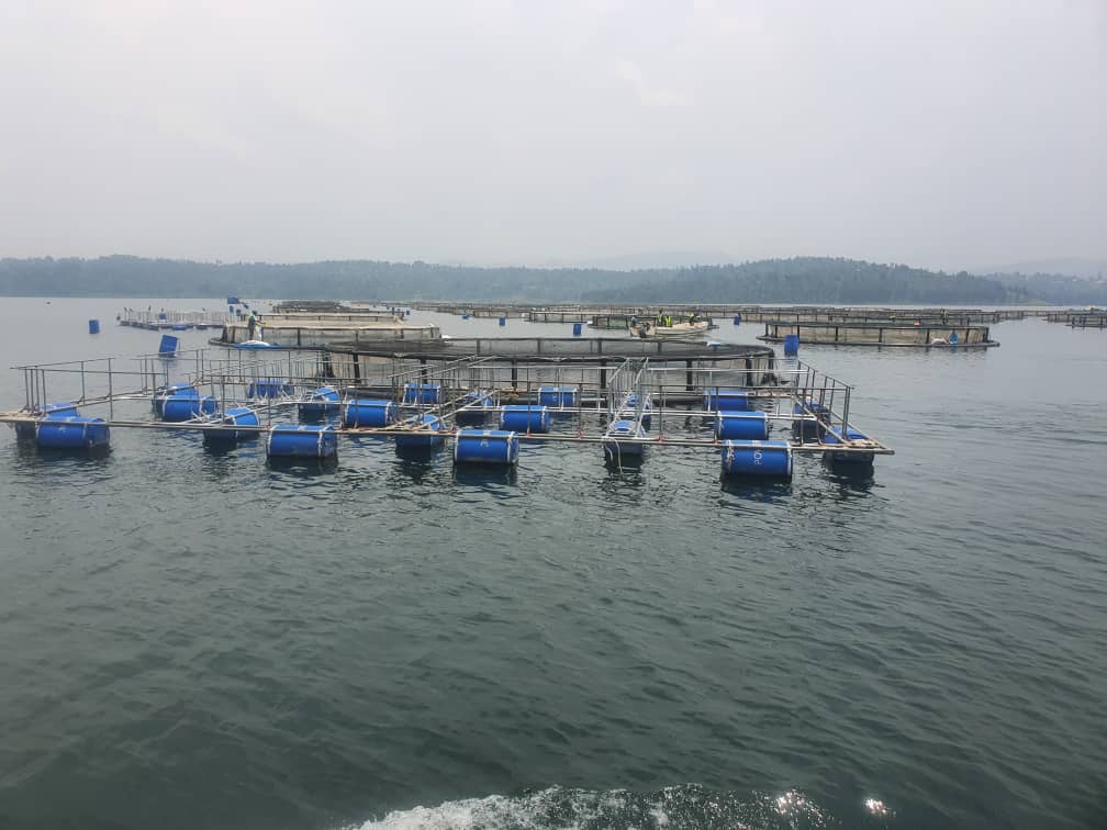 Ni umushinga mugari w'ubworozi bw'amafi