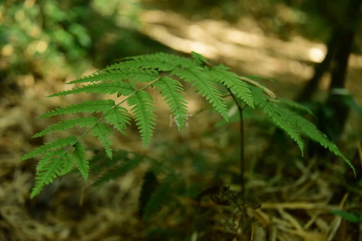 Buri cyatsi cyo muri iyi pariki kiba gitoshye.