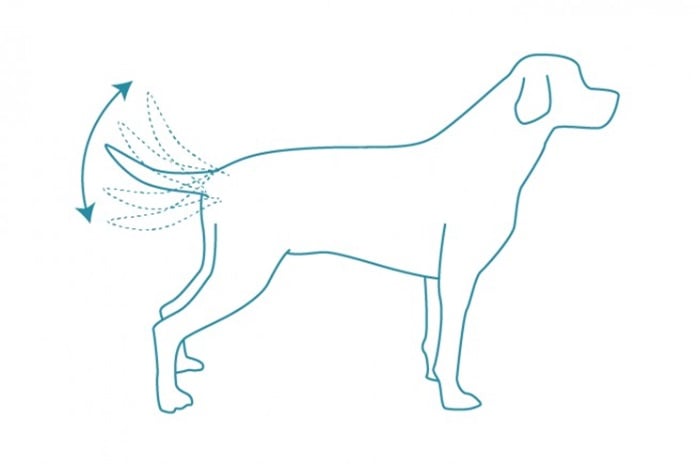 Kuzunguza umurizo hirya no hino cyane