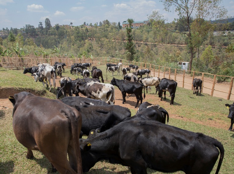 Muri uyu muhango kandi abaturage batishoboye baremewe bahabwa Inka