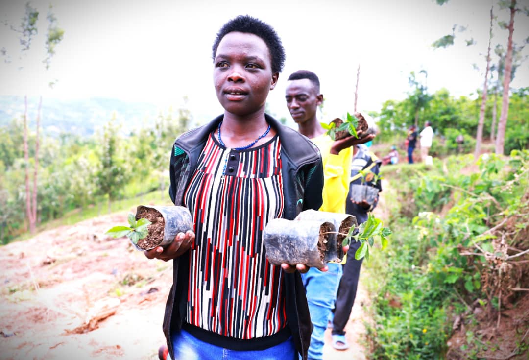 Urubyiruko ruri mu barimo kwitabira ubuhinzi bwa Kawa