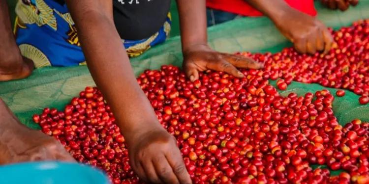 Ikawa yoherezwa mu mahanga yariyongereye