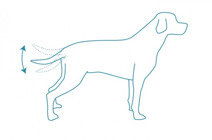 Kuzunguza umurizo gake gake