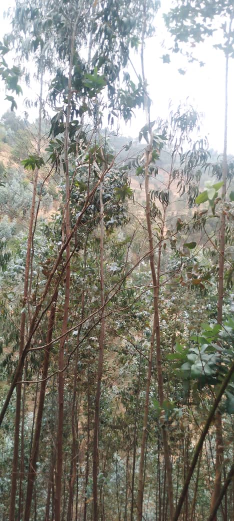 Abaturage barataka ko bakoze imishinga yo gutera amashyamba ariko bakaba batiteze umusaruro uzayavamo