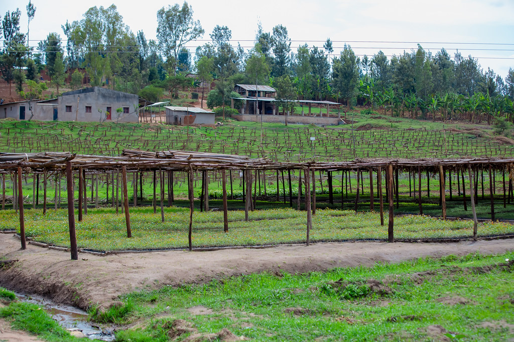 Bategura ingemwe z'ibiti bitandukanye biterwa ku misozi yari yambaye ubusa