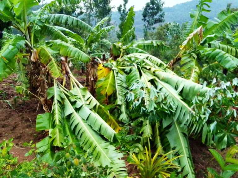 Umuyaga wangije n'urutoki