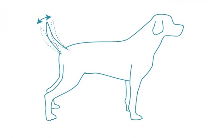 Kuzunguza umurizo gato yihuta cyane