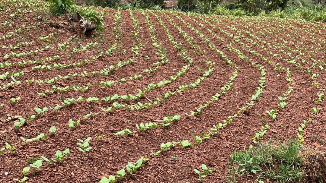 Bishingira imyaka itandukanye