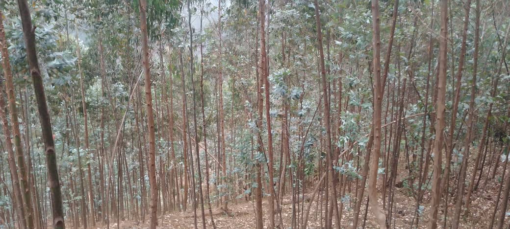 Ubuyobozi bw'Akarere bwatangaje ko bugiye gukurikirana iby'icyo kibazo cy'abangiza amashyamba y'abaturage