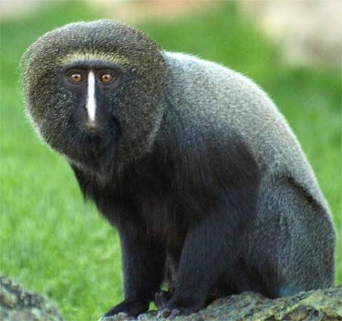 Igihinyage (Hamlyn's monkey)