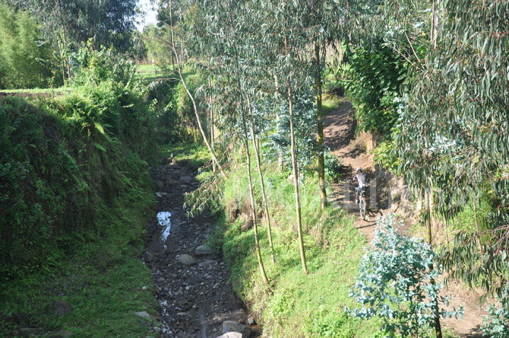 Baratondagira impinga zo mu mashyamba ya Kinigi