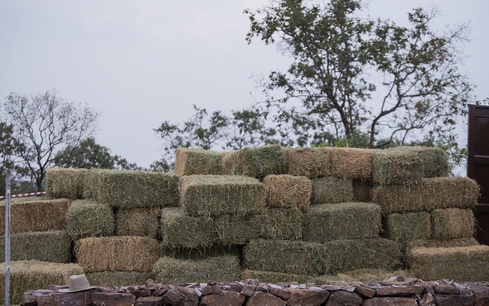 Ubu ni bwo bwatsi bugaburirwa izo nkura