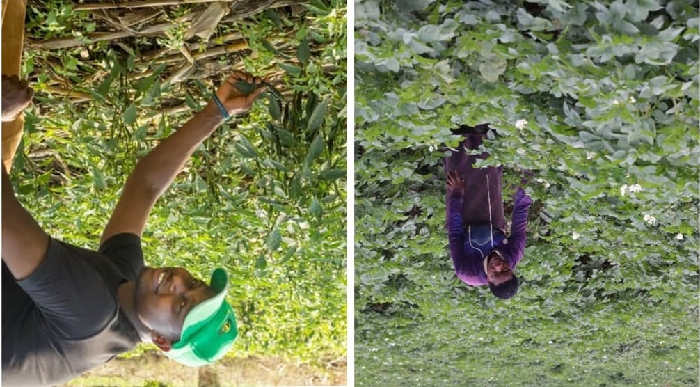 Urubyiruko rukora imirimo ishingiye ku buhinzi mu Rwanda rugeze kuri 30.7%