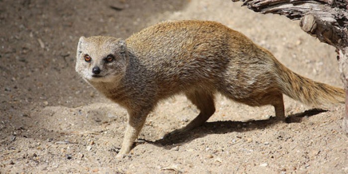 Akayongwe (Mangouste)